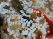 Gambar peach gum barley