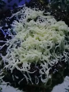 Foto resep Pisang bakar keju coklat