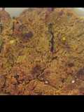 Punjab meat