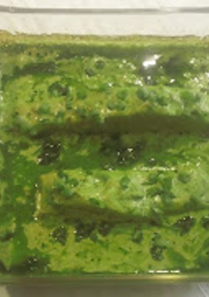 Una foto de Salmón al cilantro