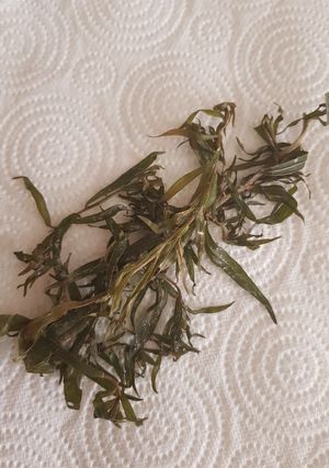 A picture of Fresh Taragon information.