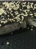 Tarta de galletas oreo