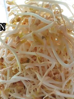 Hình của món TRỒNG GIÁ TẠI NHÀ TRẮNG, DÀI.