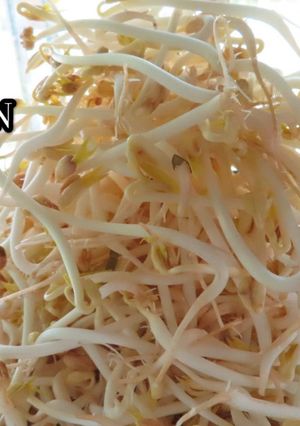 Hình của món TRỒNG GIÁ TẠI NHÀ TRẮNG, DÀI.