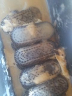 Una foto de Torta de galletas con leche condensada al limón