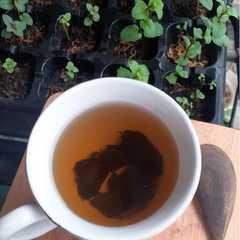 A picture of Teh Mint Murni/ Pure Mint Tea (Tanpa tambahan Teh).