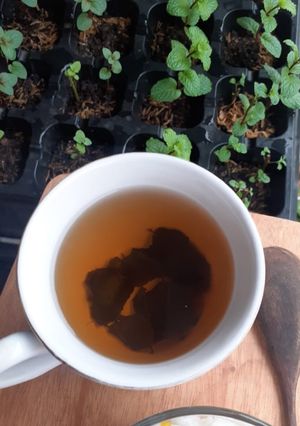 Foto resep Teh Mint Murni/ Pure Mint Tea (Tanpa tambahan Teh)