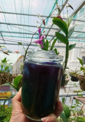 Hình của món Trà xanh (matcha) hoa đậu biếc.
