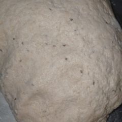 Wheat flour Carom seeds Dough A picture of Wheat flour Carom seeds Dough.