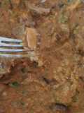 Filete de vaca en salsa