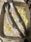 Cefali al limone al forno