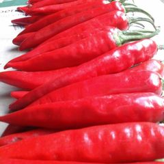 Red Cilli Pickle A picture of Red Cilli Pickle.