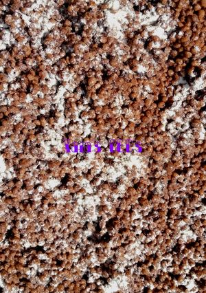 A picture of Sugary Milky Tigernut.