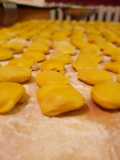 Anolini