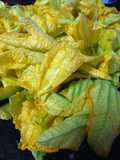 Ensalada con flor de calabaza y amaranto