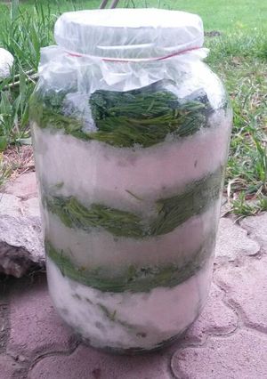 Fenyőrügy szirup recept fotója
