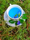 BLUE TEA | Blue Butterfly Pea Flower Herbal Tea