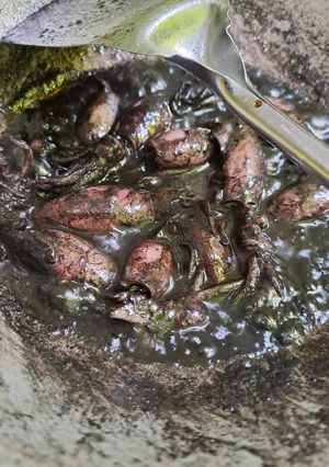 Foto resep Cumi item simple ala nyokap