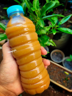 Foto resep Jamu Beras Kencur