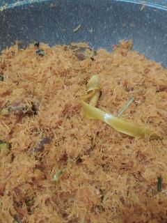 Foto resep Serundeng Daging Sapi