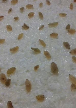 صورة لوصفة حلو الرز بالحليب