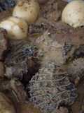 Daging lapis