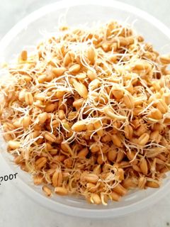 عکسی از دستور جوانه گندم و کاربرد آن🌱