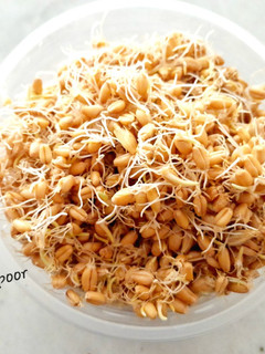 عکسی از دستور جوانه گندم و کاربرد آن🌱