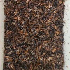 Roasted termites A picture of Roasted termites.