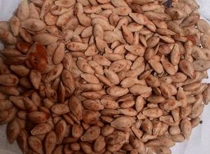 Foto resep Kwaci Biji Labu Kuning
