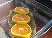 Una foto de lomos de pescado al horno