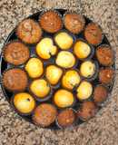 Magdalenas de chocolate y vainillas con arándanos 🫐🍫🧁