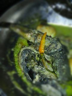 Foto resep Mangut Lele