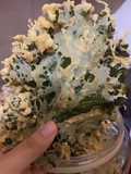 Keripik Kale