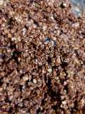 Crispy avoine au chocolat