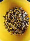 முளைகட்டிய பச்சை பயிறு மற்றும் முழு கருப்பு உளுந்து(sprouted greengram and black dal in tamil)