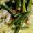 Sayur Lodeh Kacang& Ceker