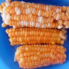 A picture of Boiled corn.