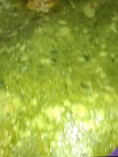 পালক পনির পরোটা (palak paneer parota recipe in Bengali) রেসিপির প্রধান ছবি