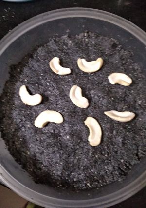 કાળા તલ નું કચરીયુ (Black Til Kachariyu Recipe In Gujarati) રેસીપી મુખ્ય ફોટો