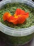 Pesto de feuilles de capucine