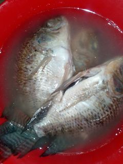 Foto resep Penget ikan mujair