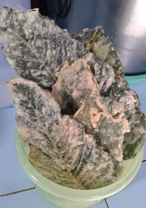 Foto resep Peyek bayam