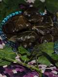 Stuffed vine leaves rolls (Dolmeh)