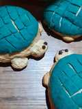 Tortuconchas y conchas tradicionales