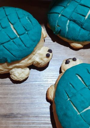 Una foto de Tortuconchas y conchas tradicionales