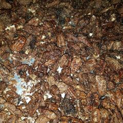 A picture of Crockpot Candied Pecans.