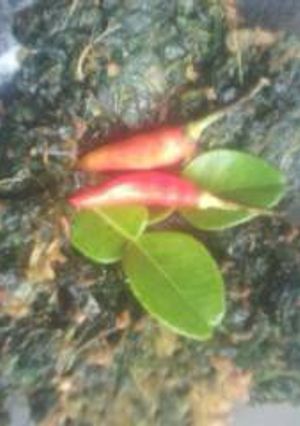 Foto resep Rempeyek bayam renyah