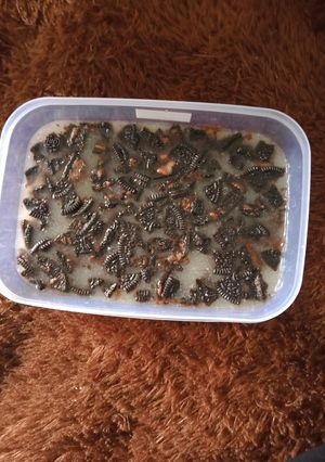 Foto resep 18.Puding Oreo