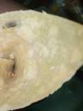 My samosa wrap/sheets